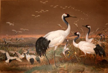 Mandschurenkranich (Grus viridirostris), um 1851-76